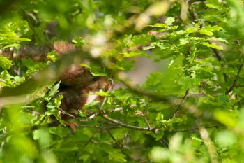 Écureuil en suspension