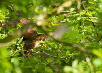 Écureuil en suspension