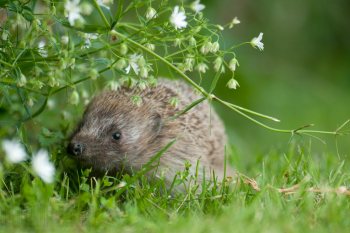 Sonic, le hérisson de la maison