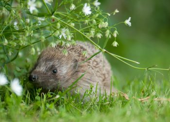 Sonic, le hérisson de la maison