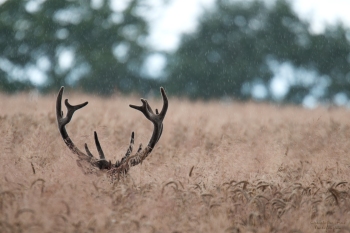 Velours sous la pluie