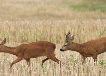 Chevreuil, brocard et chevrette au rut