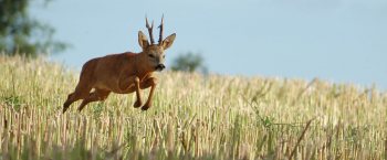 Chevreuil, brocard au rut