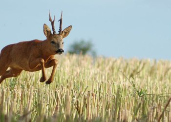 Chevreuil, brocard au rut