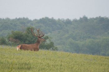Mon vieil ami, velours 2012