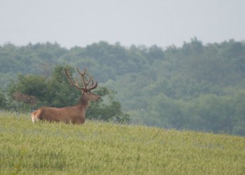 Mon vieil ami, velours 2012