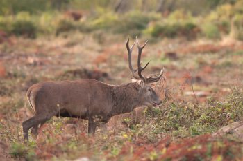 Mon vieil ami, brame 2017