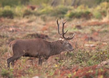 Mon vieil ami, brame 2017