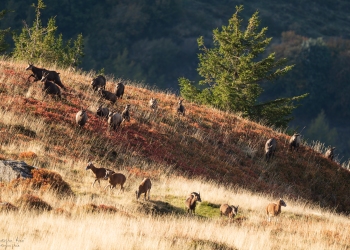 La charge héroïque
