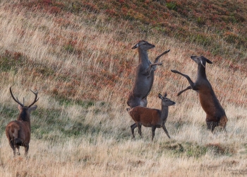 Embrouille, quand ces dames s'énervent