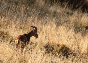 Dans les dernières lueurs