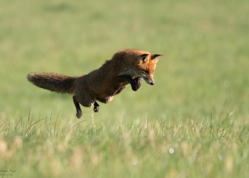 Mulotage, le classique d'avril