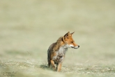 Renard des foins