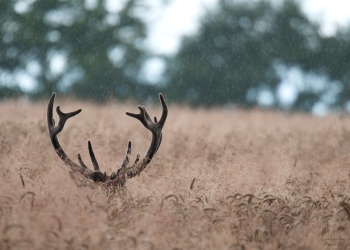 Velours sous la pluie