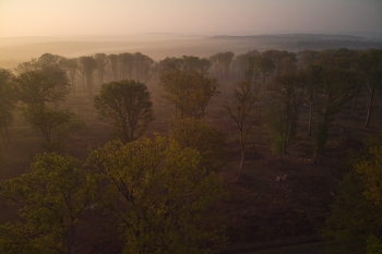 Brume en forêt de Tronçais