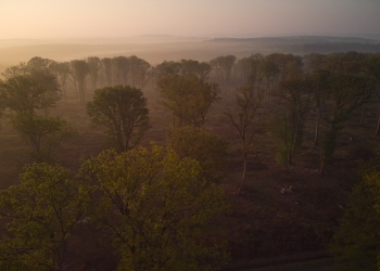 Brume en forêt de Tronçais
