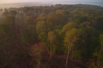 La canopé, forêt de Tronçais