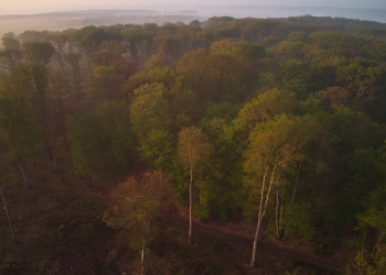 La canopé, forêt de Tronçais