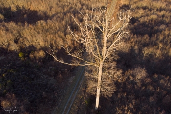 Le Pilier, forêt de Tronçais