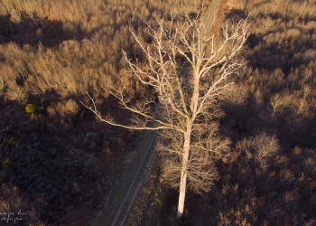 Le Pilier, forêt de Tronçais