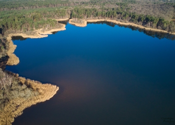 Forêt de Tronçais, étang de St-Bonnet, février2019