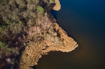 Forêt de Tronçais, étang de St-Bonnet, février2019