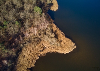 Forêt de Tronçais, étang de St-Bonnet, février2019