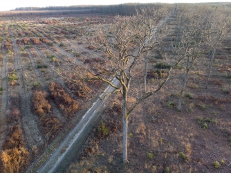 Cloisonnement de la forêt de Tronçais, hiver 2019