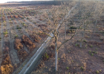 Cloisonnement de la forêt de Tronçais, hiver 2019