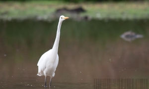 la grande Aigrette