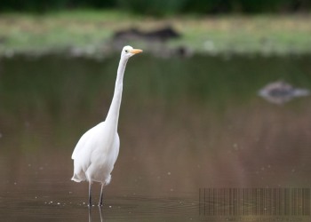 Migrations, couleurs