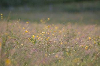 Flore de forêt, du jardin, du bocage