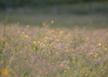 Flore de forêt, du jardin, du bocage