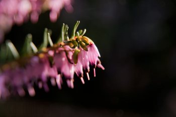 Flore de forêt, du jardin, du bocage