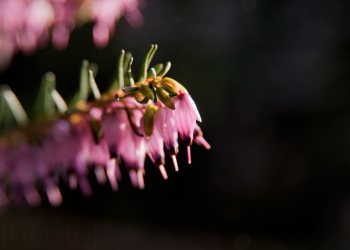 Flore de forêt, du jardin, du bocage