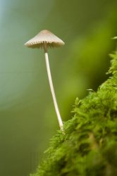 Flore de forêt, du jardin, du bocage