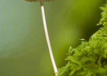 Flore de forêt, du jardin, du bocage