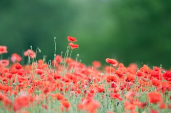 Flore de forêt, du jardin, du bocage