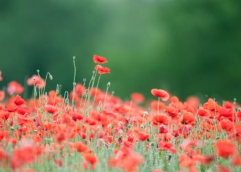 Flore de forêt, du jardin, du bocage
