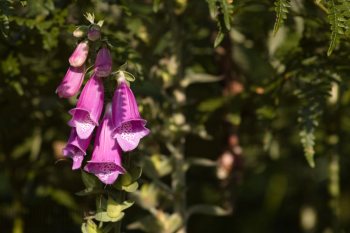 Flore de forêt, du jardin, du bocage