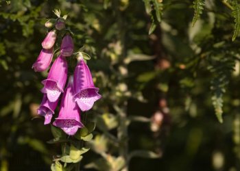 Flore de forêt, du jardin, du bocage