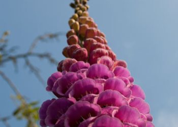 Flore de forêt, du jardin, du bocage