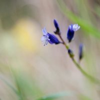 Flore
