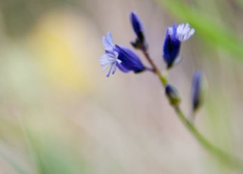 Flore de forêt, du jardin, du bocage