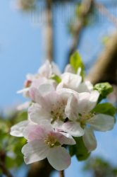 Flore de forêt, du jardin, du bocage
