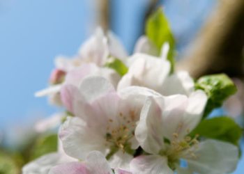 Flore de forêt, du jardin, du bocage