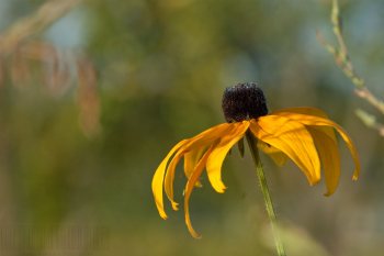 Flore de forêt, du jardin, du bocage