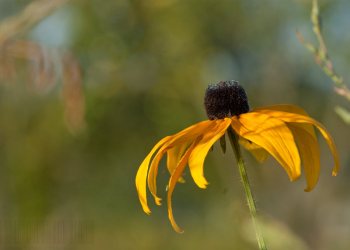 Flore de forêt, du jardin, du bocage