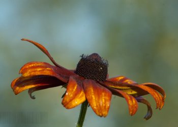 Flore de forêt, du jardin, du bocage