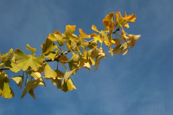 Flore de forêt, du jardin, du bocage
